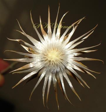  Involucre in fruiting, receptacle densely bristly